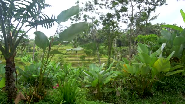 Vista delle terrazze di riso in indonesia — Video Stock