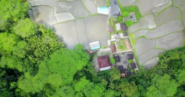 Pirinç terasları güzel görünümü, Bali Endonezya, 4k video
