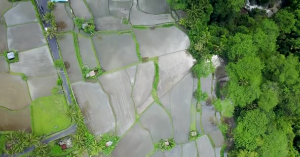Prachtig uitzicht op rijstterrassen, Bali Indonesia, 4k video — Stockvideo