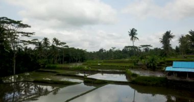 Pirinç terasları güzel görünümü, Bali Endonezya, 4k video