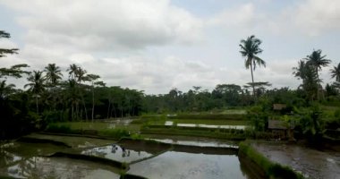 Pirinç terasları güzel görünümü, Bali Endonezya, 4k video