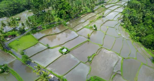 Krásný výhled na terasy s rýží, Bali Indonésie, 4k video — Stock video