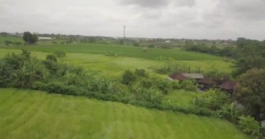Pirinç terasları güzel görünümü, Bali Endonezya, 4k video