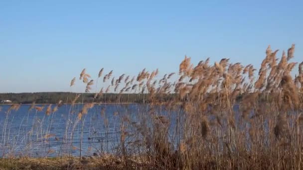 Bela vista dos juncos no lago — Vídeo de Stock