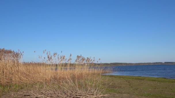Bela vista dos juncos no lago — Vídeo de Stock