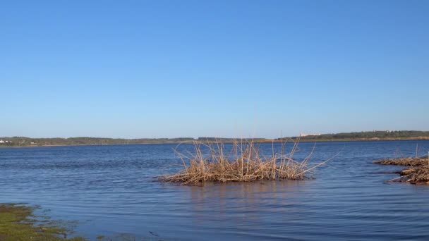 Красивый вид на тростник на озере — стоковое видео
