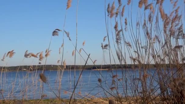 湖のリードの美しい景色 — ストック動画