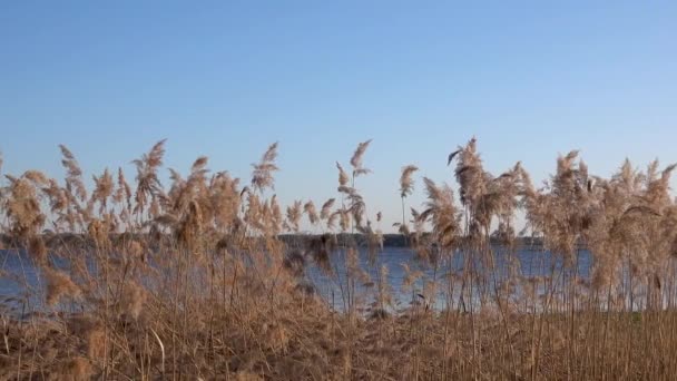 Hermosa vista de las cañas en el lago — Vídeos de Stock