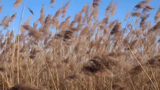 Prachtig uitzicht op het riet op het meer — Stockvideo