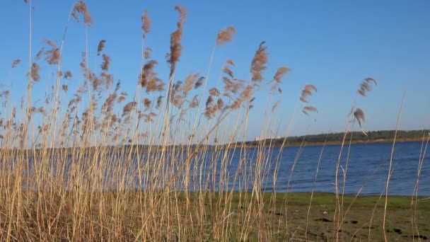 Prachtig uitzicht op het riet op het meer — Stockvideo