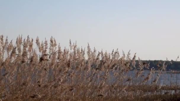 Beautiful view of the reeds on the lake — Stock Video