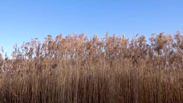 Bella vista delle canne sul lago — Video Stock