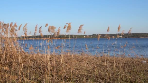 Bela vista dos juncos no lago — Vídeo de Stock