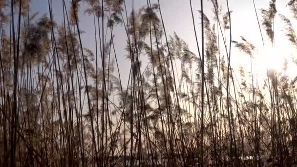 Prachtig uitzicht op het riet op het meer — Stockvideo