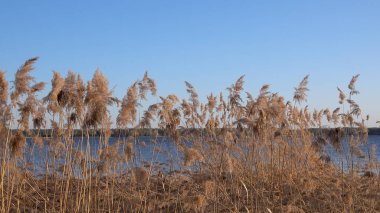 Göldeki sazlıkların güzel manzarası