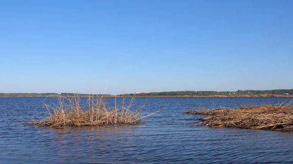 Hermosa vista de las cañas en el lago —  Fotos de Stock