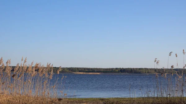 Bela vista dos juncos no lago — Fotografia de Stock