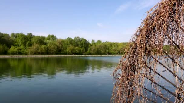 Красивый вид на озеро в парке возле изгороди, парк Кусково — стоковое видео