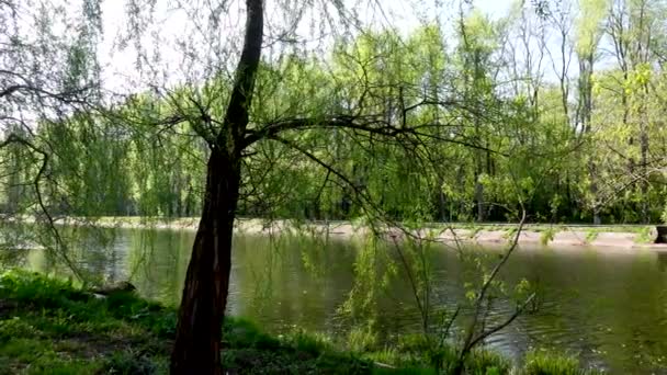 Belle vue sur le lac dans le parc et les arbres 
