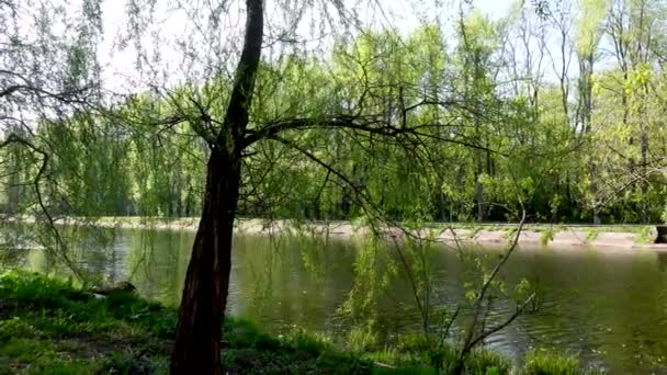 Gyönyörű kilátás a tóra a parkban és a fák — Stock videók