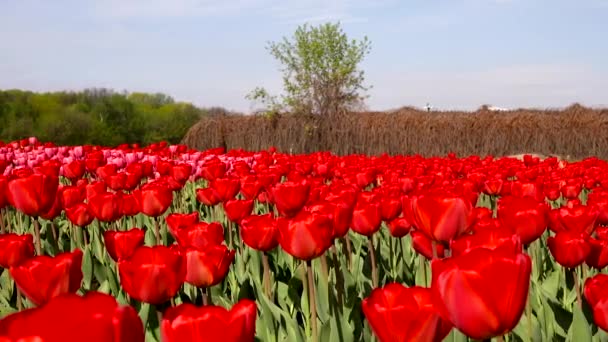 Vacker blomster bädd med Röda tulpaner, Holland — Stockvideo