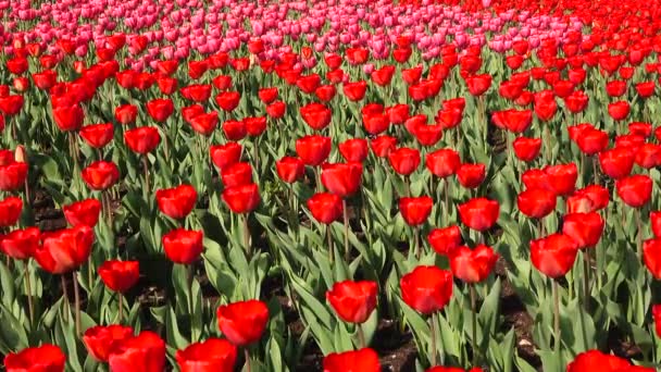 Krásný květinkové lůžko s červenými tulipány, Holandsko — Stock video