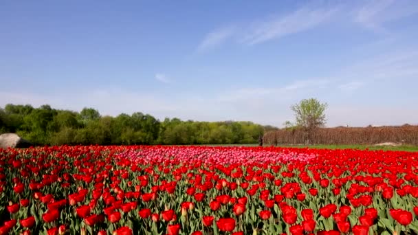 Linda canteiro de flores com tulipas vermelhas, Holanda — Vídeo de Stock