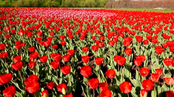 빨간 튤립, 네덜란드와 아름 다운 화 단 — 비디오