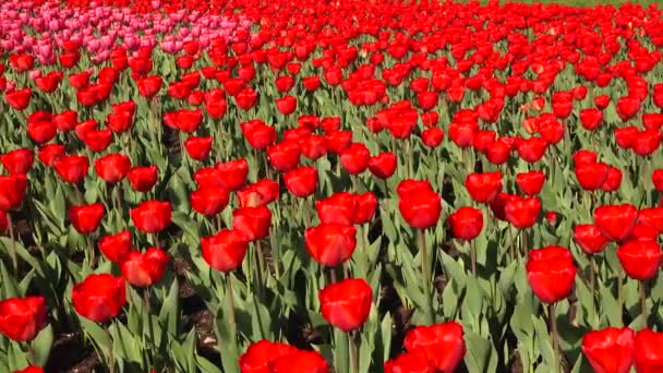 Wunderschönes Blumenbeet mit roten Tulpen, Holland — Stockvideo