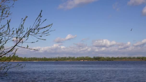 나무를 통해 강의 아름 다운 경치, 물에 구름의 반사 — 비디오