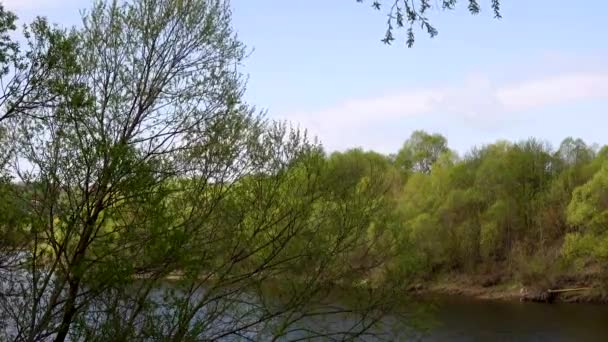Pemandangan indah sungai melalui pohon-pohon, refleksi awan di atas air — Stok Video