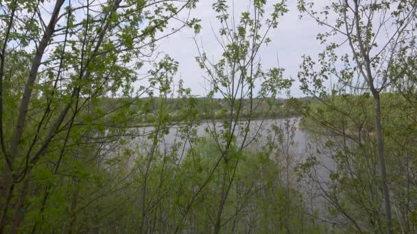 Красивый вид на реку через деревья, отражение облаков на воде — стоковое видео