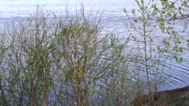 Bela vista do rio através das árvores, reflexo de nuvens na água — Vídeo de Stock