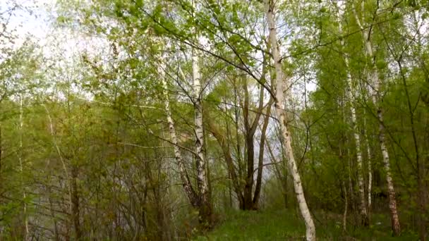 Belle vue sur la rivière à travers les arbres, reflet des nuages sur l'eau — Video