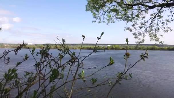 Pemandangan indah sungai melalui pohon-pohon, refleksi awan di atas air — Stok Video
