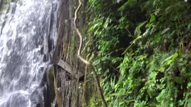 Tropikal ormanda güzel basamaklı şelale,