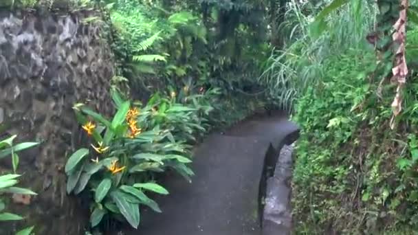 Hermosa cascada en cascada en la selva tropical — Vídeo de stock