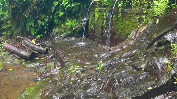 Каскадный водопад в тропических джунглях , — стоковое видео