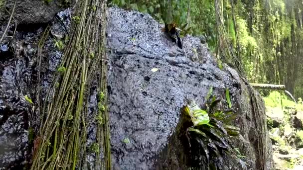 Beautiful cascading waterfall in the tropical jungle, — Stock Video