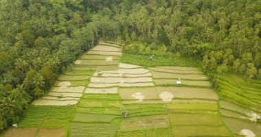 Bali pirinç terasları güzel görünümü