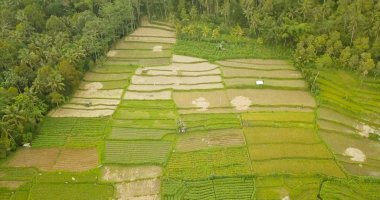Bali pirinç terasları güzel görünümü