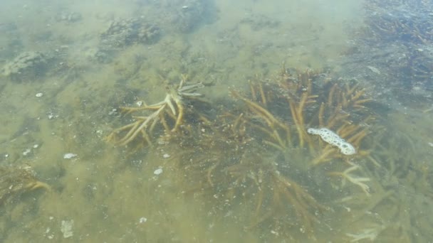 Récif Corallien Parfait Côté Plage Autour Île Phuket Été Détruit — Video