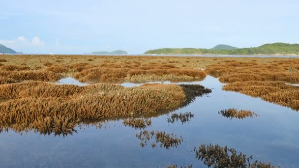 干潮時に我々 はサンゴ礁とラワイ ビーチ プーケット島周辺の海洋魚の多くを見ることができます — ストック動画