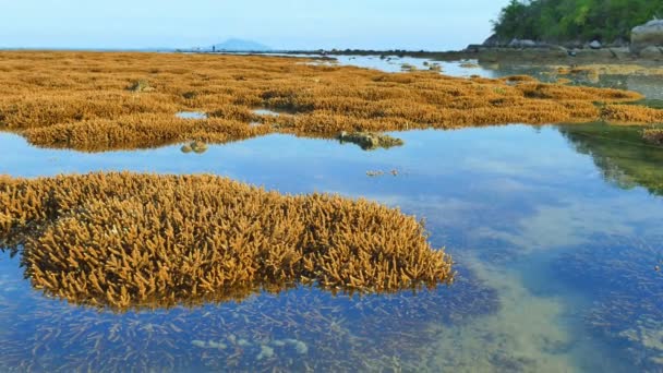 干潮時に我々 はサンゴ礁とラワイ ビーチ プーケット島周辺の海洋魚の多くを見ることができます — ストック動画