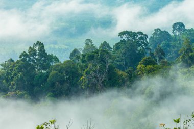 yavaş dağ benziyor üst kapak sis bir deniz üfleme sis yüzer. Soğuk havanın olduğu sabah dağda kayan sis sis bir deniz yapmak. 