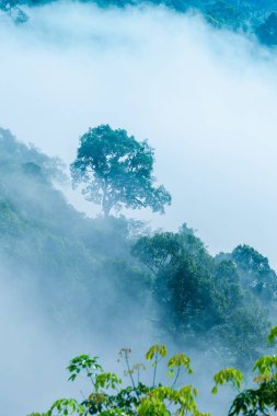 Soğuk havanın olduğu sabah dağda kayan sis sis bir deniz yapmak. yavaş yüzen sis sis bir deniz Khao Kai Nui Phang Nga ilinde benziyor dağda üst kapak üfleme