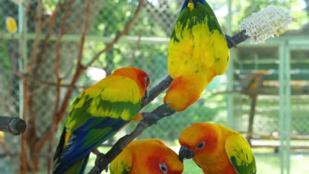 Bonito Sol Conure Papagaio Pássaros Jogando Senhora Mão — Vídeo de Stock