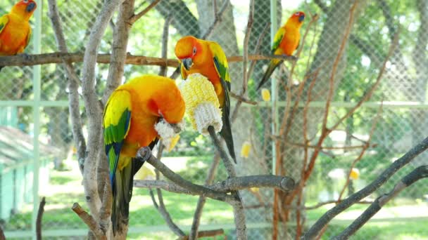 Χαριτωμένα Πουλιά Παπαγάλος Sun Conure Παίζοντας Στο Χέρι Κυρία — Αρχείο Βίντεο