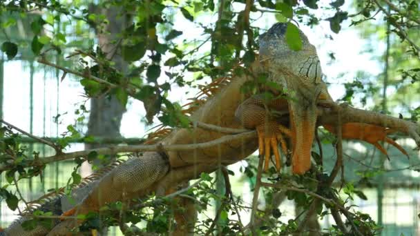 나무에 Leguana — 비디오