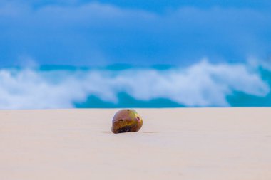 Nai Harn Beach Hindistan cevizi. yağışlı sezon her zaman Naiharn Beach büyük dalga sörf için kadrini 